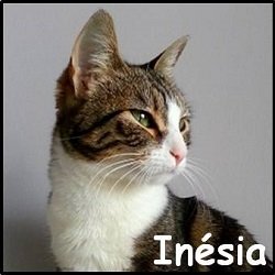Inesia