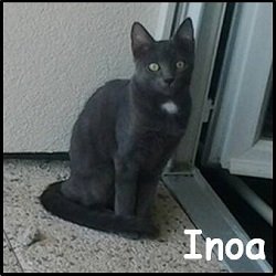 Inoa