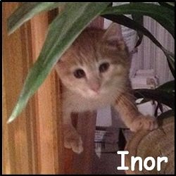 Inor
