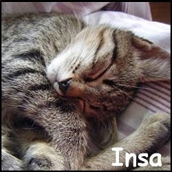 Insa