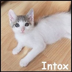 Intox