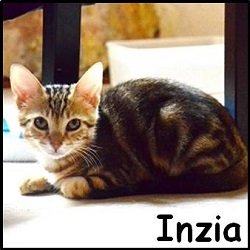 Inzia 2