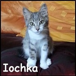 iochka