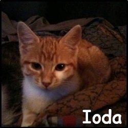 Ioda