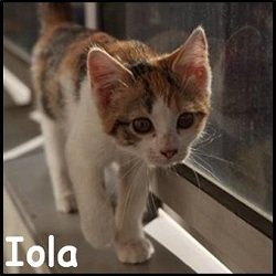 Iola