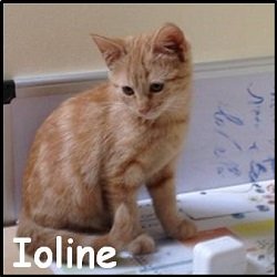 Ioline