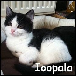 Ioopala