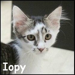 Iopy