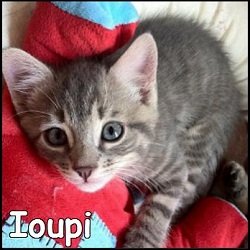 Ioupi