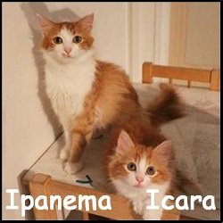 Ipanema Icara