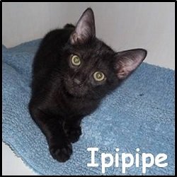 Ipipipe