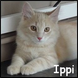 Ippi