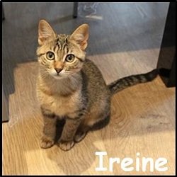 Ireine