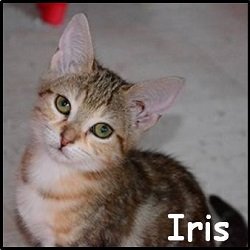 Iris