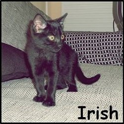 Irish