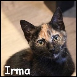 Irma