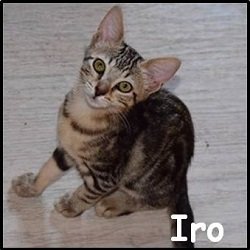 Iro