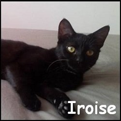 Iroise