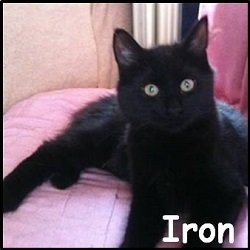 Iron