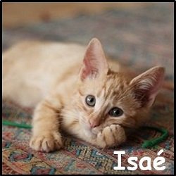 Isaé