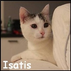 Isatis