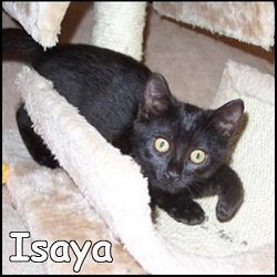 Isaya