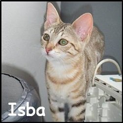 Isba