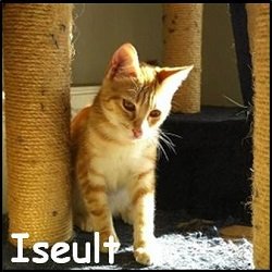 Iseult