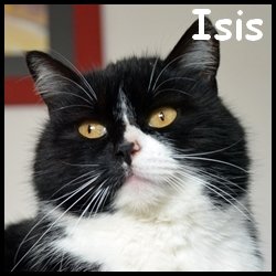 Isis