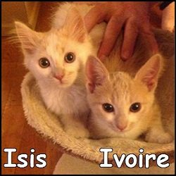 Isis et Ivoire