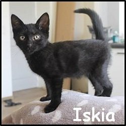 Iskia