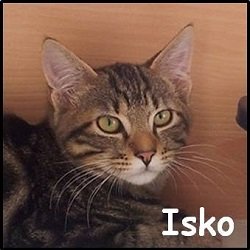 Isko