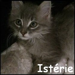 Istérie