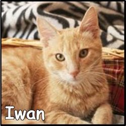 iwan