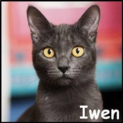 Iwen