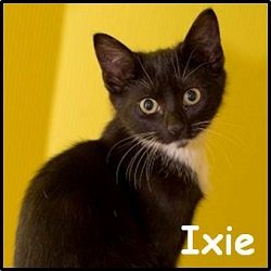 Ixie