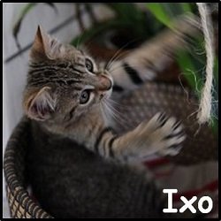 Ixo