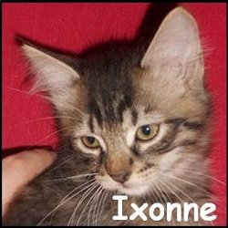 Ixonne