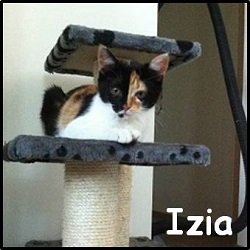 Izia