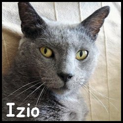 Izio