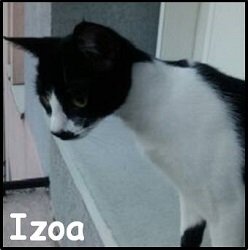 Izoa