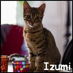 Izumi2