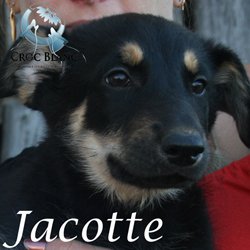 Jacotte