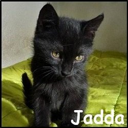 Jadda