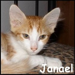 Janael