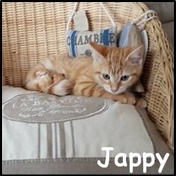 Jappy