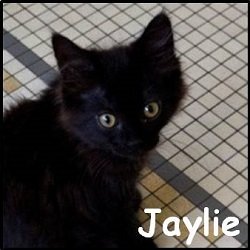 Jaylie