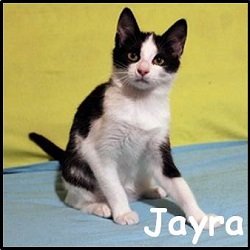 Jayra