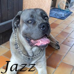 Jazz 2