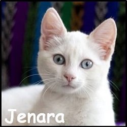 Jenara 2